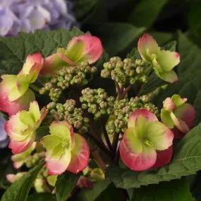 Cotton Candy Hydrangea Plants (Hydrangea Flair And Flavours) 4